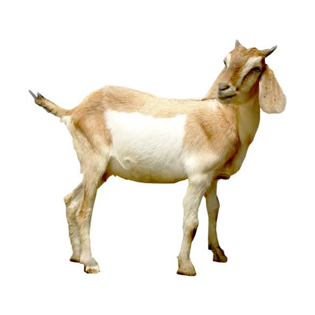 Full Goat (Large)