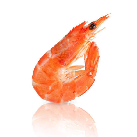 New Tiger Prawn