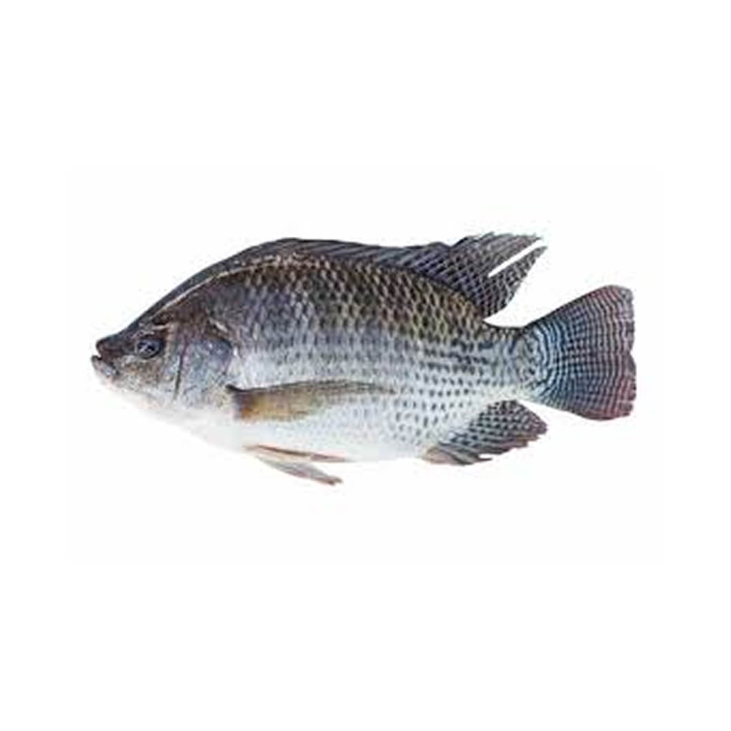 New Age Tilapia Fish
