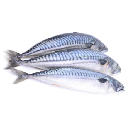 New Age - MK SQ 3-5 Flat (Titus Fish, Or